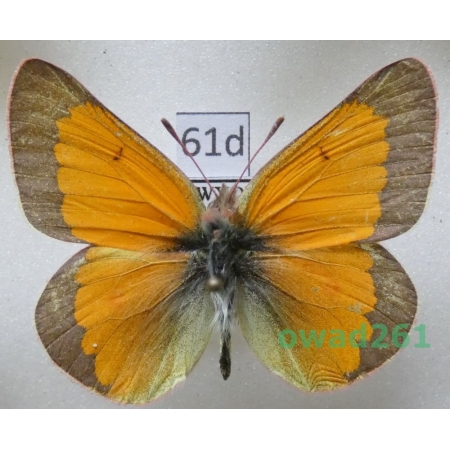 Colias meadii W.H. Edwards, 1871 male USA61d